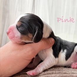 Pink Girl - Black white and tan female Beagle puppy in Grantsville, Maryland from Fable & Fern Beagles
