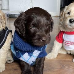 Australian Cobberdogs from Seas the Day ACD