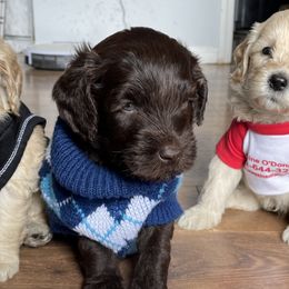 Australian Cobberdogs from Seas the Day ACD
