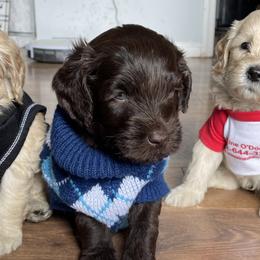Australian Cobberdogs from Seas the Day ACD