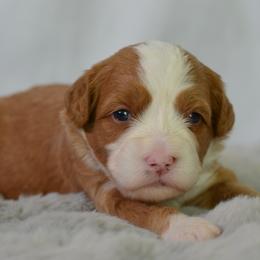 Ambrosia 'Ambi'- Dark Pink Collar Female - Red female Bernedoodle puppy in Katy, Texas from Bluebonnet Bernedoodles of Southeast Texas