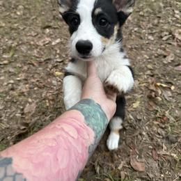 Pembroke Welsh Corgi Puppies from S7 Corgis and Chaos