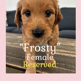 Frosty - Red  female Goldendoodle puppy in Lake City, Florida from North Florida Poodles and Doodles