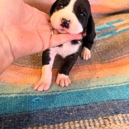 Bright pink collar girl - Mantle female Great Dane puppy in Centennial, Colorado from Vanmar Great Danes of Colorado