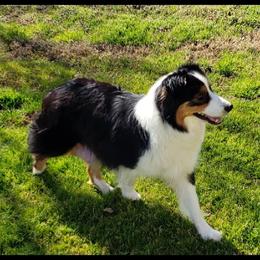 Gidget - Australian Shepherd