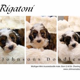 Rigatoni - Sable male Aussiedoodle puppy in North Royalton, Ohio from Johnson's Doodles