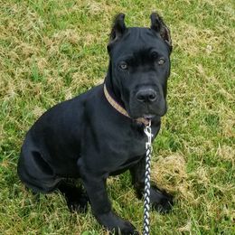 Cane Corso All Grown Up from Bear Valley Cane Corso