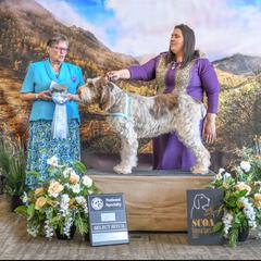 Nellie - Spinone Italiano