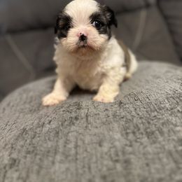 Titan - Black white and silver male Shih Tzu puppy in Atoka, Oklahoma from Boggy Depot Cavaliers & Friends