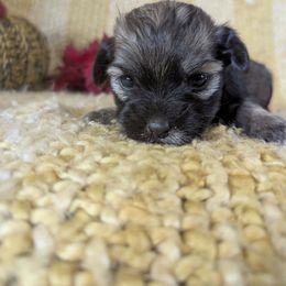 Cynthia - Black and tan brindle female Havanese puppy in Zanesville, Ohio from Charlotte Landry