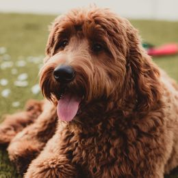 Maisie - Goldendoodle