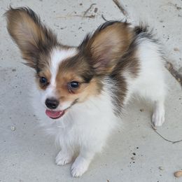 Papillon Puppies from Disyre Papillons