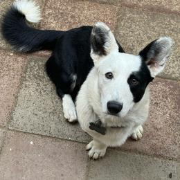 Oreo(AKC) - Black and white male Cardigan Welsh Corgi puppy in Madera Acres, California from All Star Corgis