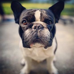 BamBam Barklava - French Bulldog