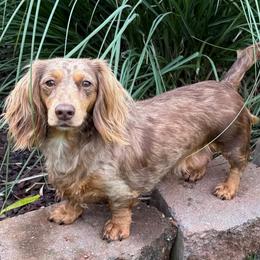 Skye - Dachshund