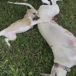 Whippet Puppies from Hertzog  Whippets