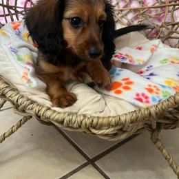 Jody - Red female Dachshund puppy in Brooksville, Florida from Ween Acres