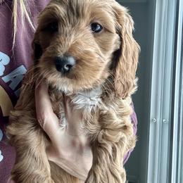 Goldendoodle Puppies from Sunrise Doodles