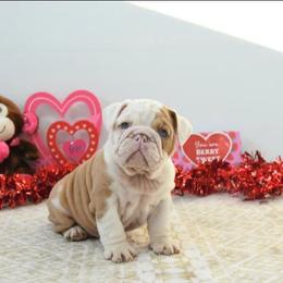 Robin - Fawn female Bulldog puppy in Lewisberry, Pennsylvania from Salted Rim Corgis