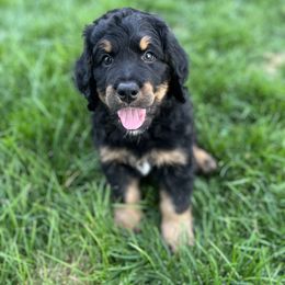Bernedoodle and Poodle Puppies from Doggy Darlins