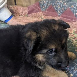 Neptune - German Shepherd puppy in Chapel Hill, Tennessee from Black Swan German Shepherd Dog