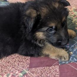 Neptune - German Shepherd puppy in Chapel Hill, Tennessee from Black Swan German Shepherd Dog