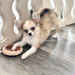 Deloes - Merle female Chihuahua puppy in Anderson, South Carolina from Lil Treasures Chihuahuas