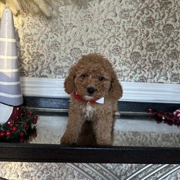 Aaron - Red  male Goldendoodle puppy in Mint Hill, North Carolina from DoodleForever