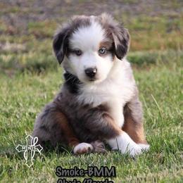 Smoke - Blue merle male Miniature American Shepherd puppy in Elgin, Oregon from Cross L Miniature American Shepherds
