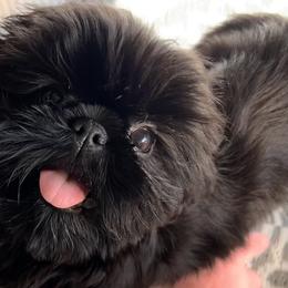 Shih Tzus from Bayview Shih Tzu