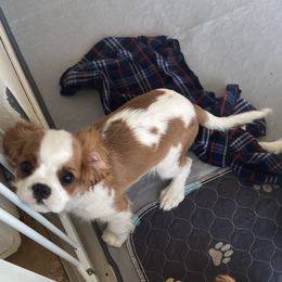 Cavalier King Charles Spaniel Puppies from Christina’s Cavaliers