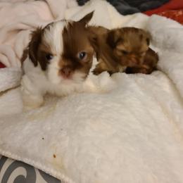 Shih Tzu Puppies from Tammy's Shihtzu Shack