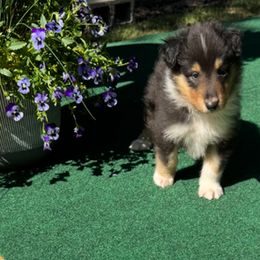 Basil - Black white and tan male Collie puppy in Carencro, Louisiana from Cajun Bayou's Collies LLC
