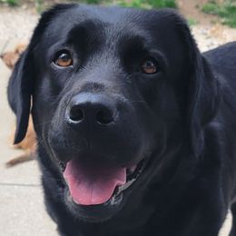 Alice - Labrador Retriever