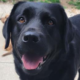 Alice - Labrador Retriever
