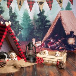 American Corgi and Pembroke Welsh Corgi Puppies from The Adirondack Corgi