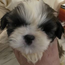 Champ - Gold and white male Shih Tzu puppy in Massachusetts from All That