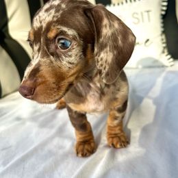Dachshund Puppies from Weenie Bros