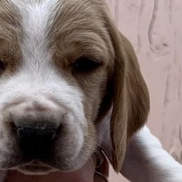 Basset Hounds from Dunlap Hounds