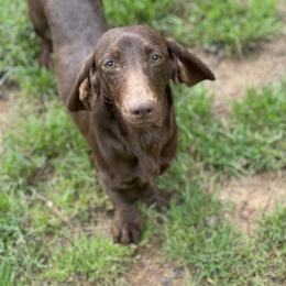 Faith - Dachshund