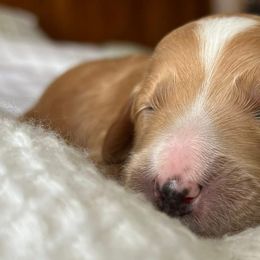 Goldendoodles from Family Goldendoodles