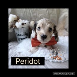 Peridot - Dapple male Dachshund puppy in Hockley, Texas from Shans Down Home Doxies