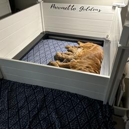 Golden Retriever Puppies from Pawmetto Goldens