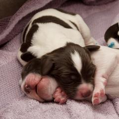 Drentsche Patrijshond Puppies from California Drents