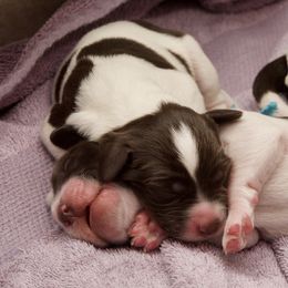 Drentsche Patrijshond Puppies from California Drents