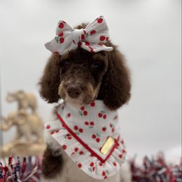 Hera - Phantom female Poodle puppy in Ocala, Florida from Bernedoodles of Florida