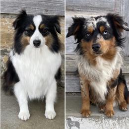 Miniature Australian Shepherd puppies from OR Aussies