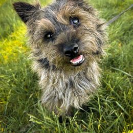 Harris - Cairn Terrier