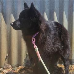 Fall  -Active - Schipperke