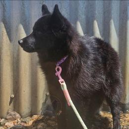 Fall  -Active - Schipperke